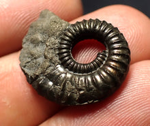 Load image into Gallery viewer, Crucilobiceras pyrite ammonite fossil (22 mm)
