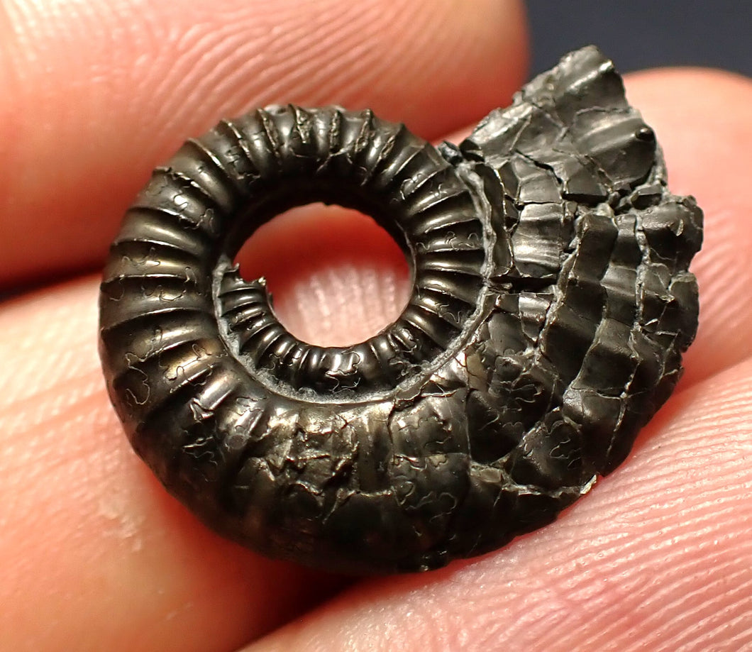 Crucilobiceras pyrite ammonite fossil (22 mm)