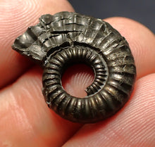 Load image into Gallery viewer, Crucilobiceras pyrite ammonite fossil (22 mm)
