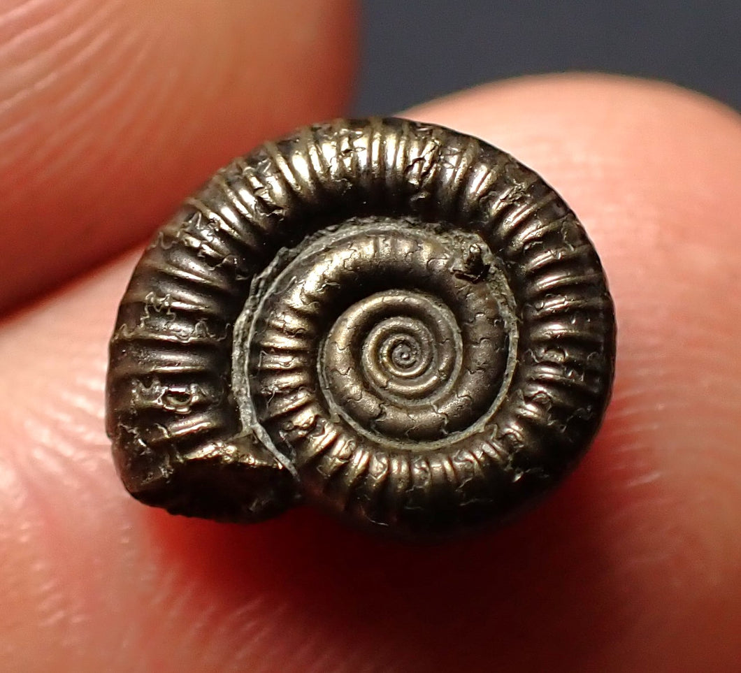 Crucilobiceras pyrite ammonite fossil (11 mm)