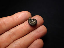 Load image into Gallery viewer, Crucilobiceras pyrite ammonite fossil (14 mm)

