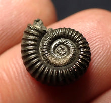 Load image into Gallery viewer, Crucilobiceras pyrite ammonite fossil (14 mm)

