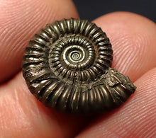Load image into Gallery viewer, Crucilobiceras pyrite ammonite fossil (18 mm)
