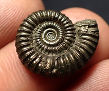 Load image into Gallery viewer, Crucilobiceras pyrite ammonite fossil (18 mm)

