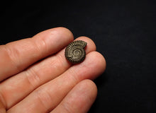 Load image into Gallery viewer, Crucilobiceras pyrite ammonite fossil (18 mm)
