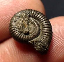 Load image into Gallery viewer, Crucilobiceras pyrite ammonite fossil (16 mm)
