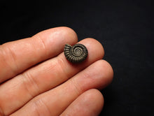 Load image into Gallery viewer, Crucilobiceras pyrite ammonite fossil (16 mm)
