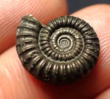 Load image into Gallery viewer, Crucilobiceras pyrite ammonite fossil (16 mm)
