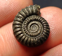 Load image into Gallery viewer, Crucilobiceras pyrite ammonite fossil (16 mm)
