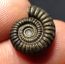 Load image into Gallery viewer, Crucilobiceras pyrite ammonite fossil (16 mm)
