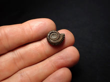 Load image into Gallery viewer, Crucilobiceras pyrite ammonite fossil (16 mm)
