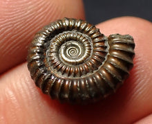 Load image into Gallery viewer, Crucilobiceras pyrite ammonite fossil (16 mm)
