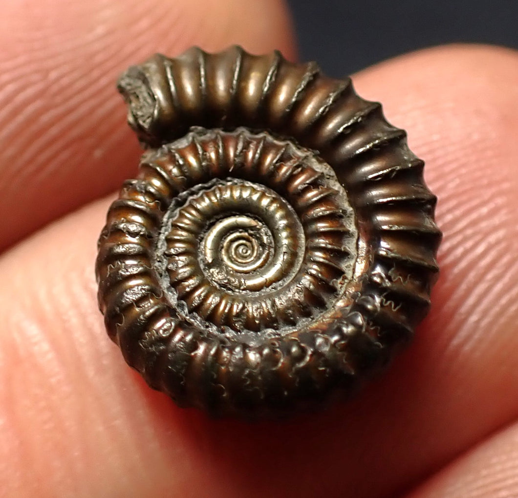 Crucilobiceras pyrite ammonite fossil (16 mm)