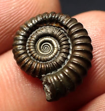 Load image into Gallery viewer, Crucilobiceras pyrite ammonite fossil (16 mm)
