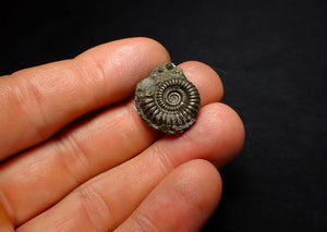 Crucilobiceras pyrite ammonite fossil (21 mm)