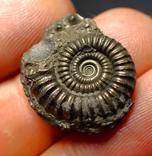 Load image into Gallery viewer, Crucilobiceras pyrite ammonite fossil (21 mm)
