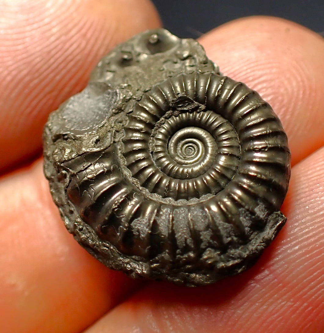 Crucilobiceras pyrite ammonite fossil (21 mm)