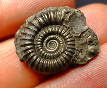 Load image into Gallery viewer, Crucilobiceras pyrite ammonite fossil (21 mm)
