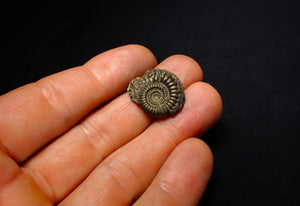 Crucilobiceras pyrite ammonite fossil (21 mm)