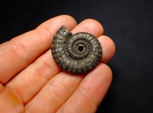 Load image into Gallery viewer, Large Crucilobiceras pyrite ammonite fossil (35 mm)
