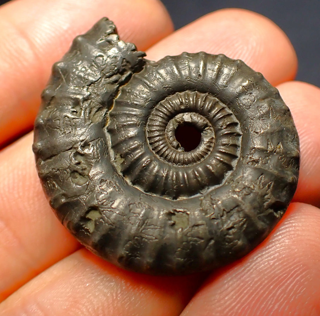 Large Crucilobiceras pyrite ammonite fossil (35 mm)