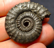 Load image into Gallery viewer, Large Crucilobiceras pyrite ammonite fossil (35 mm)
