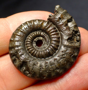 Large Crucilobiceras pyrite ammonite fossil (35 mm)