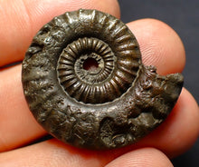 Load image into Gallery viewer, Large Crucilobiceras pyrite ammonite fossil (35 mm)
