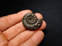 Load image into Gallery viewer, Large Crucilobiceras pyrite ammonite fossil (35 mm)
