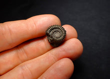 Load image into Gallery viewer, Crucilobiceras pyrite ammonite fossil (17 mm)
