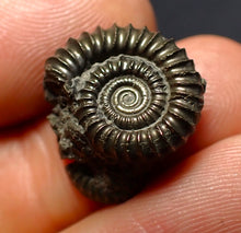 Load image into Gallery viewer, Crucilobiceras pyrite ammonite fossil (17 mm)

