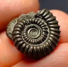 Load image into Gallery viewer, Crucilobiceras pyrite ammonite fossil (17 mm)
