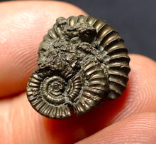 Load image into Gallery viewer, Crucilobiceras pyrite ammonite fossil (17 mm)
