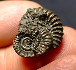 Crucilobiceras pyrite ammonite fossil (17 mm)