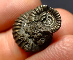 Crucilobiceras pyrite ammonite fossil (17 mm)
