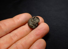 Load image into Gallery viewer, Crucilobiceras pyrite ammonite fossil (17 mm)
