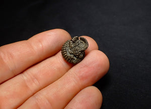Crucilobiceras pyrite ammonite fossil (17 mm)