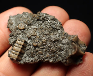 Detailed 3D crinoid head fossil (42 mm)