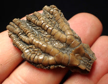 Load image into Gallery viewer, Detailed 3D crinoid head fossil (42 mm)
