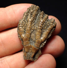Load image into Gallery viewer, Detailed 3D crinoid head fossil (42 mm)
