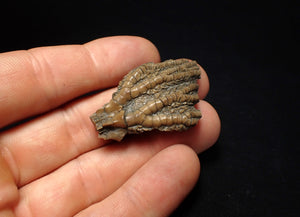 Detailed 3D crinoid head fossil (42 mm)