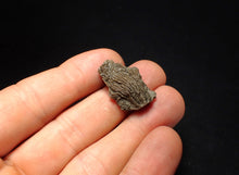 Load image into Gallery viewer, Tiny detailed 3D juvenile crinoid head fossil (26 mm)
