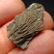 Load image into Gallery viewer, Tiny detailed 3D juvenile crinoid head fossil (26 mm)

