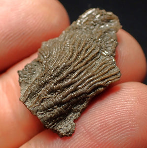 Tiny detailed 3D juvenile crinoid head fossil (26 mm)