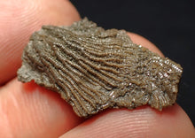 Load image into Gallery viewer, Tiny detailed 3D juvenile crinoid head fossil (26 mm)
