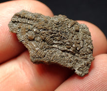 Load image into Gallery viewer, Tiny detailed 3D juvenile crinoid head fossil (26 mm)
