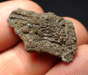 Tiny detailed 3D juvenile crinoid head fossil (26 mm)