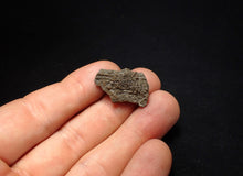 Load image into Gallery viewer, Tiny detailed 3D juvenile crinoid head fossil (26 mm)
