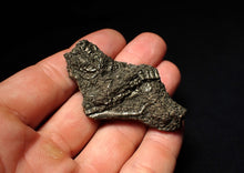 Load image into Gallery viewer, Detailed pyrite crinoid fossil (58 mm) Pentacrinites

