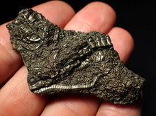 Load image into Gallery viewer, Detailed pyrite crinoid fossil (58 mm) Pentacrinites
